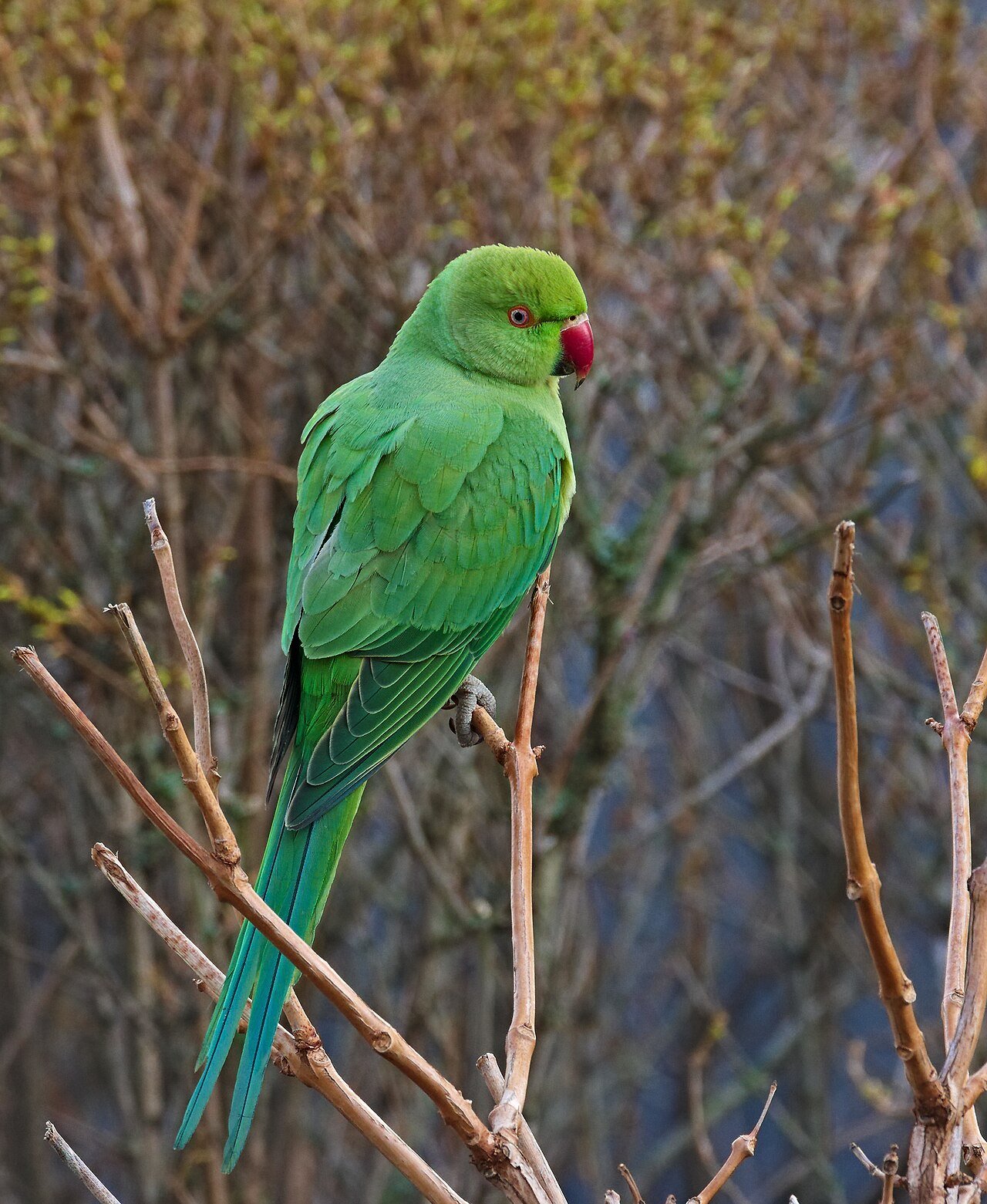 The Parrot Who Spoke Two Languages: A Short Story for Bilingual Kids