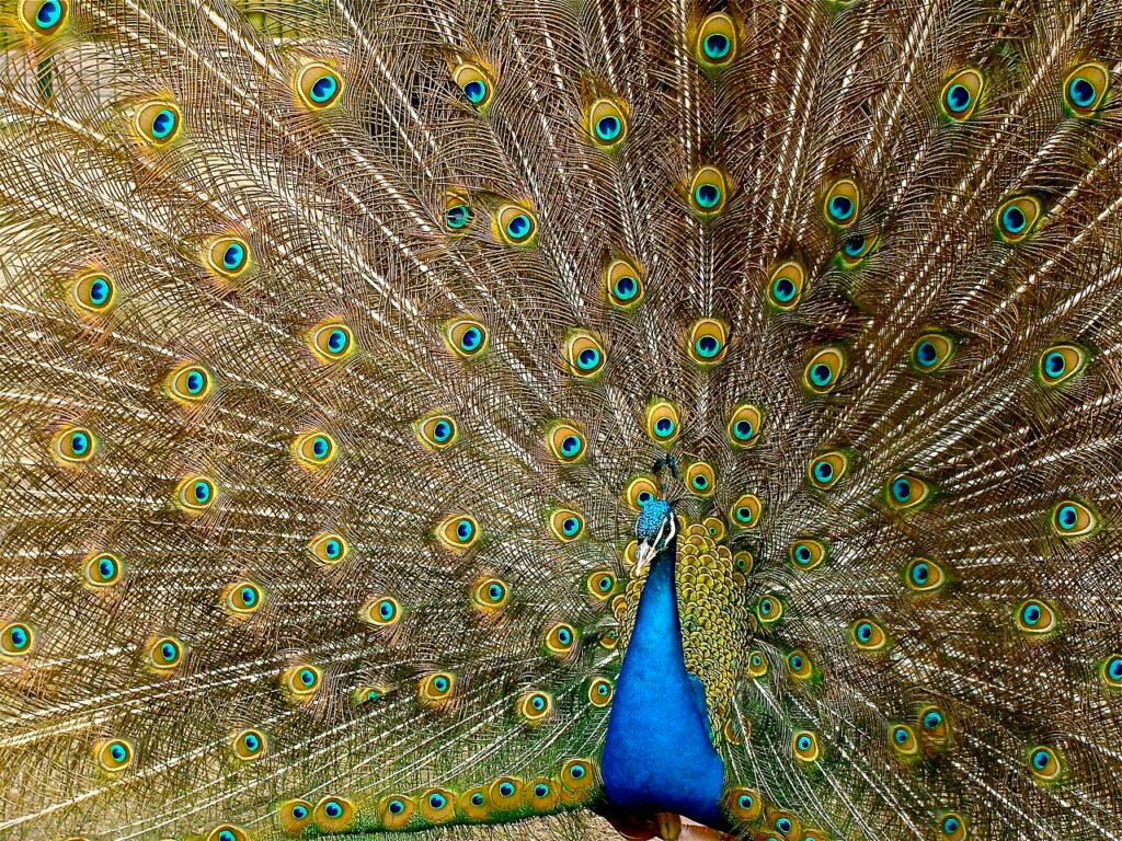 The Peacock and the Crane