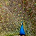 The Peacock and the Crane