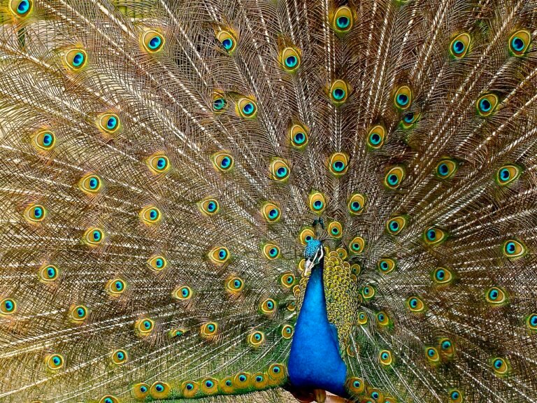 The Peacock and the Crane