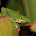 The Princess and the Frog