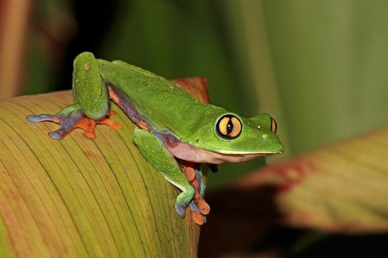 The Princess and the Frog