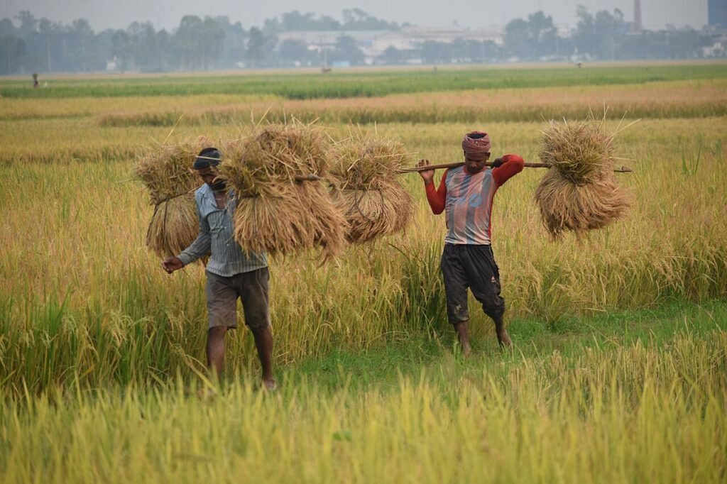 Grains of rice and rice plants, from a story about not wasting food for kids