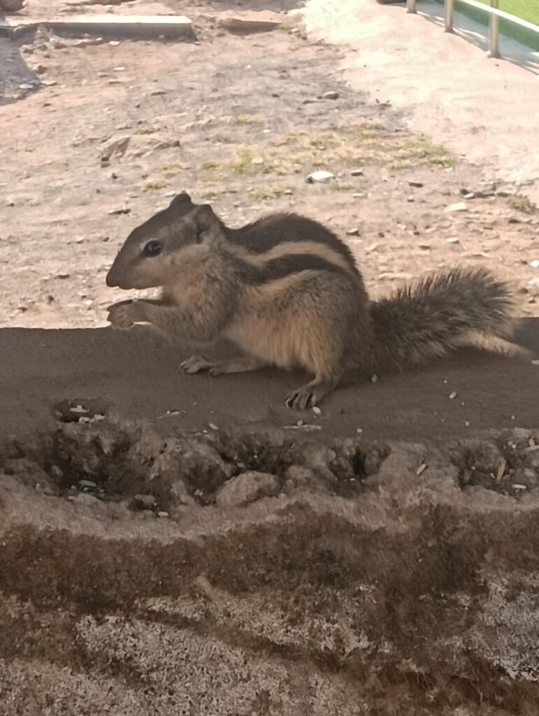 Indian palm squirrel with three stripes on its back, from the Ramayana squirrel story for kids