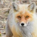 The Tale of the Wise Little Fox