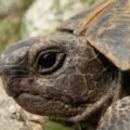 The Tortoise and the Hare
