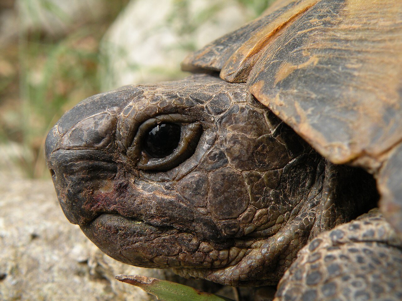 The Tortoise and the Hare