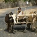 Pair of bullocks pulling a cart on a village road, from a short story about teamwork for kids