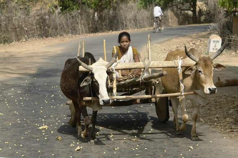 The Two Bullocks and the Heavy Cart: A Short Story About Teamwork