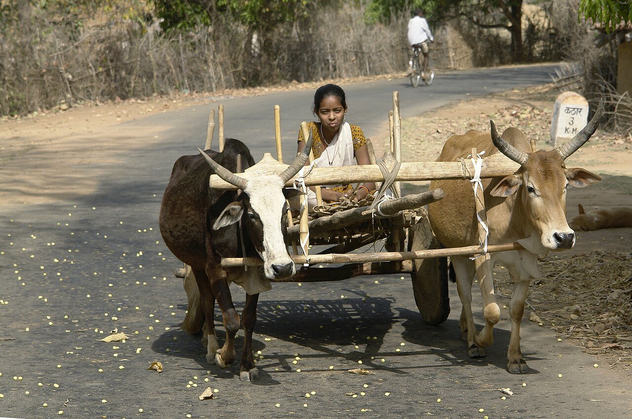 Pair of bullocks pulling a cart on a village road, from a short story about teamwork for kids