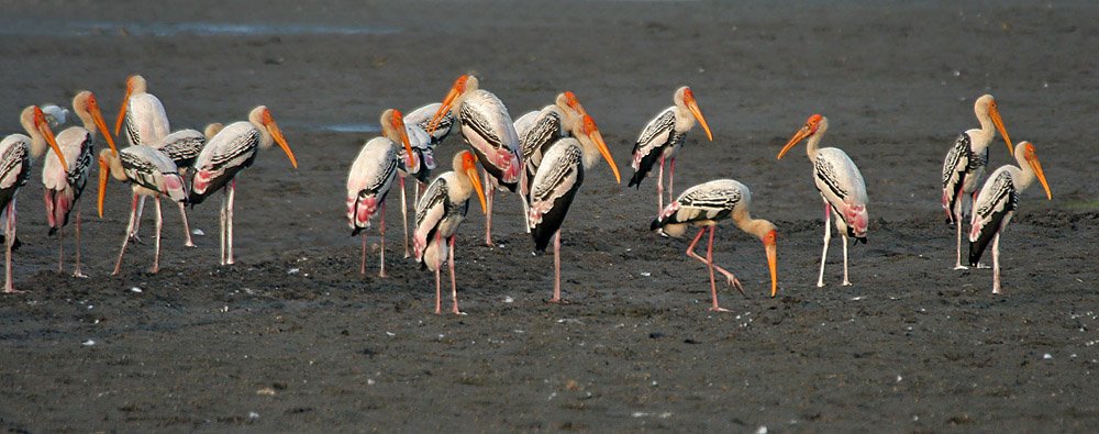 Birds flying over a lake with an old tortoise on the shore, from a story about listening to elders
