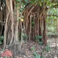 What the Old Banyan Tree Remembered