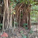 What the Old Banyan Tree Remembered