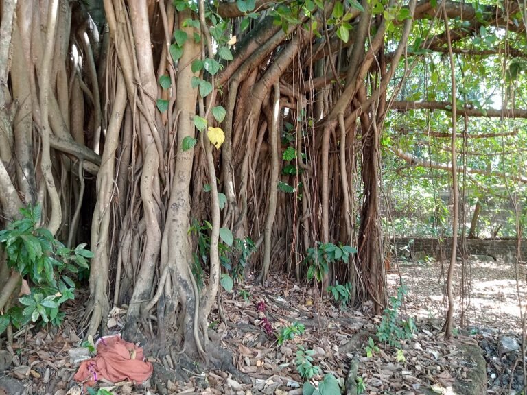 What the Old Banyan Tree Remembered