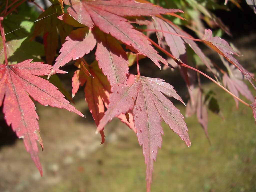 Why Do Leaves Change Color in Fall? A Kid-Friendly Science Guide