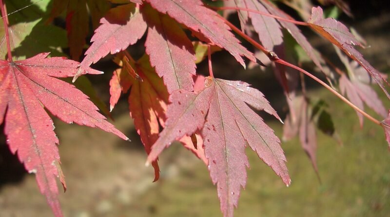 Why Do Leaves Change Color in Fall? A Kid-Friendly Science Guide
