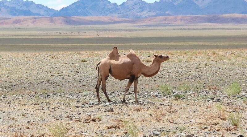 الجمل الصغير والصحراء – قصة عن الصبر