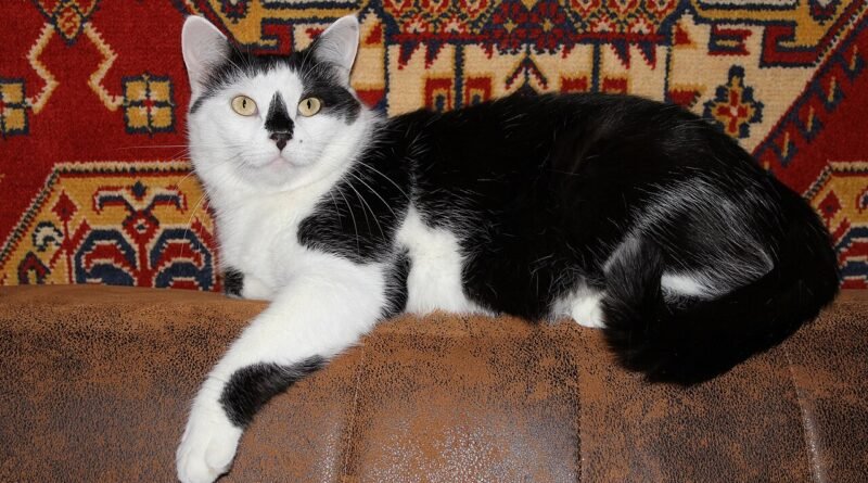 Le boulanger et le chat gourmand – Conte court