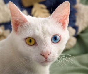 Der Bäcker und die Katze – Kurzgeschichte