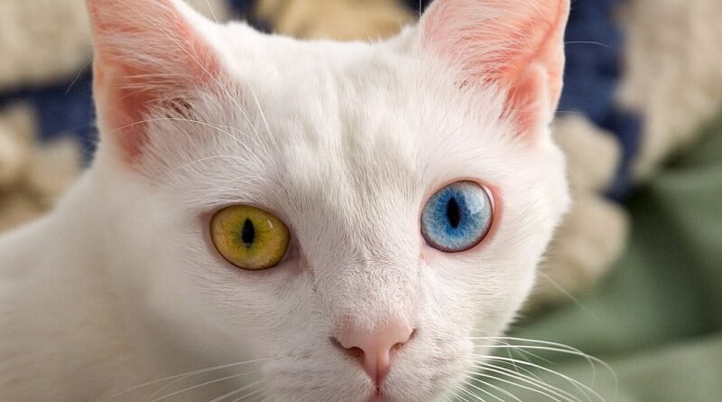 Der Bäcker und die Katze – Kurzgeschichte