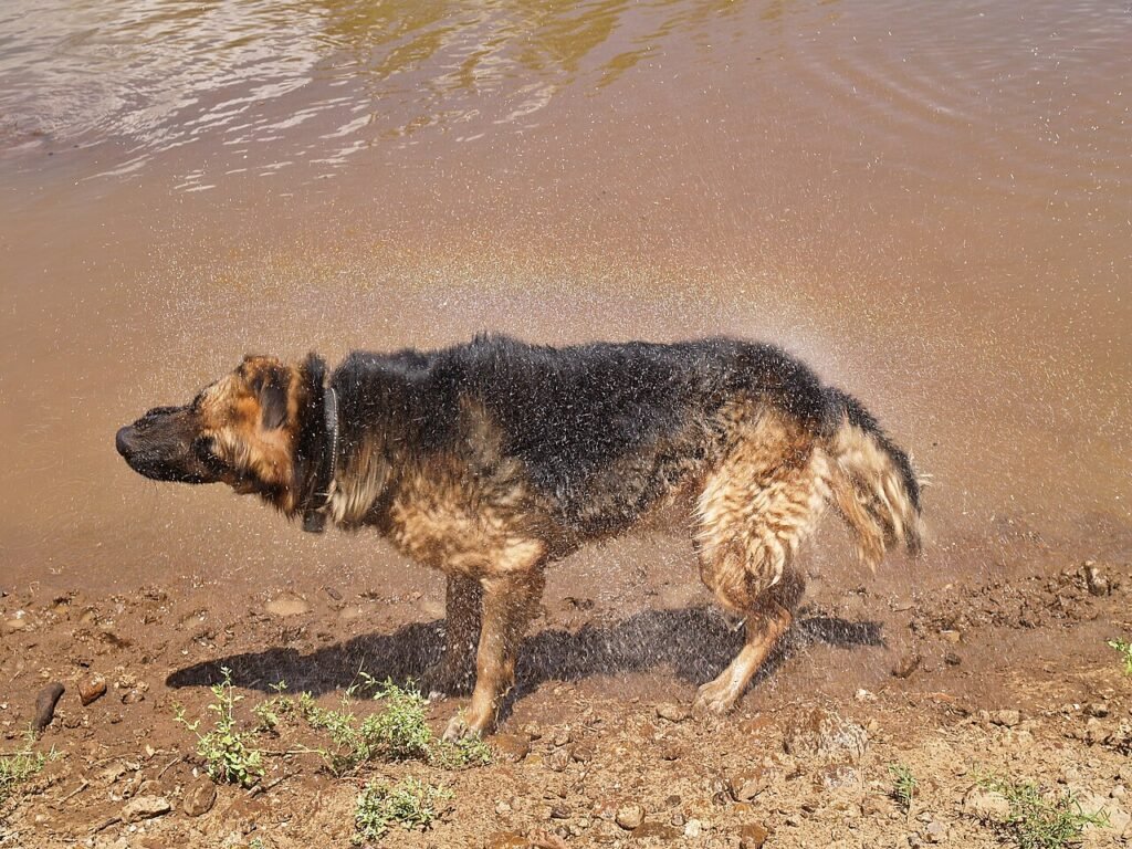 Le chien qui avait peur de l’eau – Histoire courte
