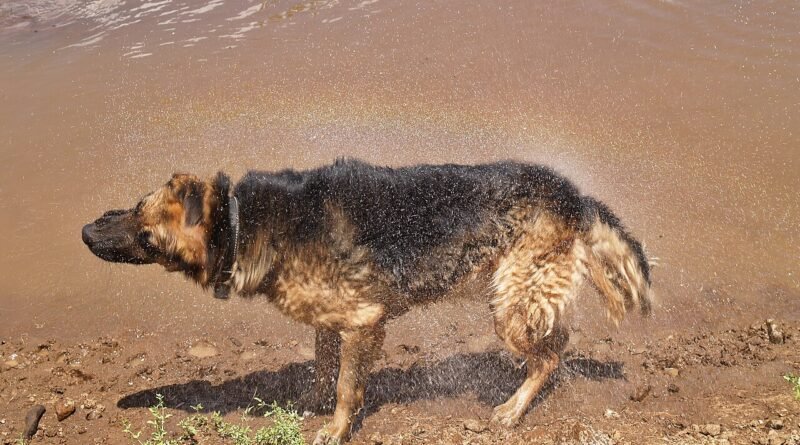 Le chien qui avait peur de l’eau – Histoire courte