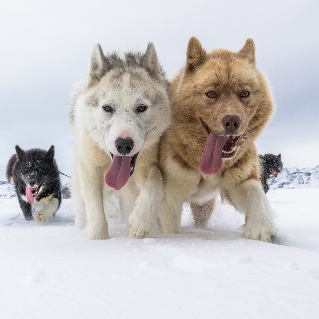 Der Hund, der Angst vor Wasser hatte – Kurzgeschichte