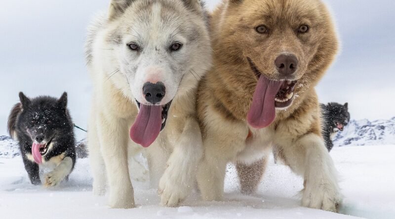 Der Hund, der Angst vor Wasser hatte – Kurzgeschichte