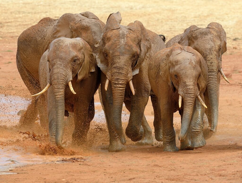 Gajah Kecil yang Pemberani – Cerita Fabel