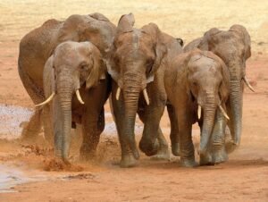 Gajah Kecil yang Pemberani – Cerita Fabel