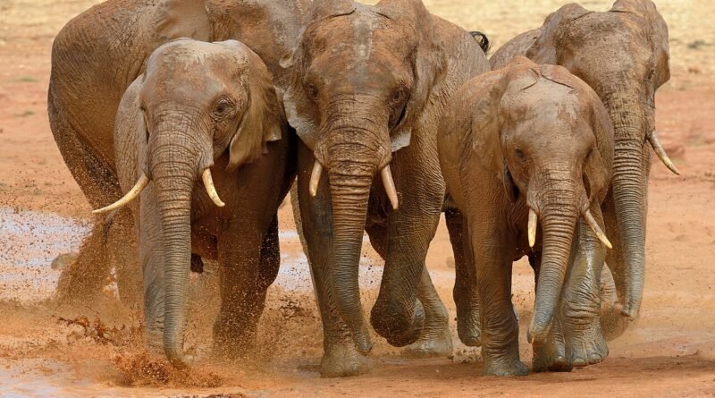 Gajah Kecil yang Pemberani – Cerita Fabel