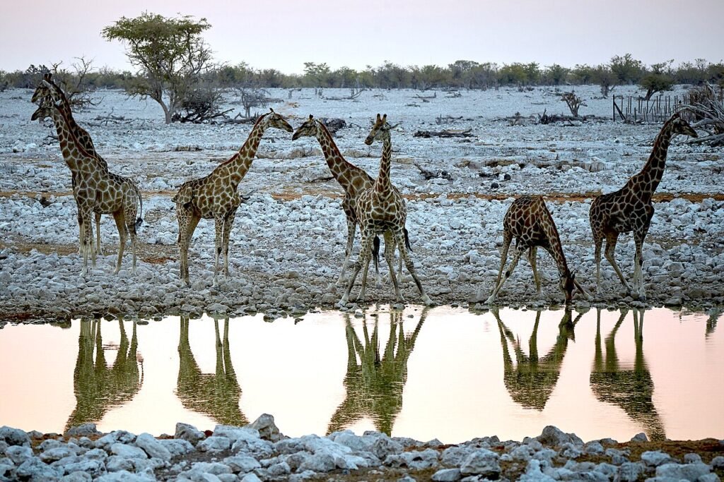 La girafe qui avait le vertige – Histoire courte