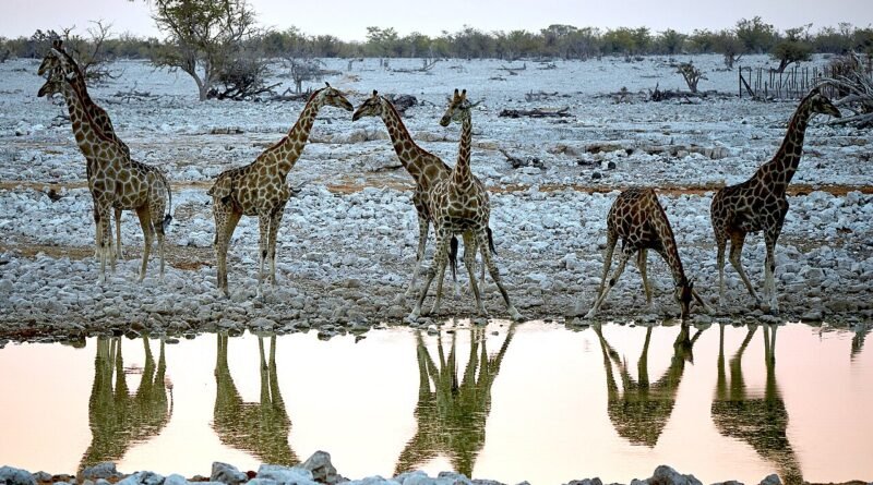 La girafe qui avait le vertige – Histoire courte