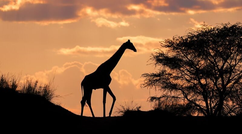 A girafa que não cabia – Conto sobre amizade