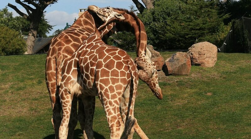 Die Giraffe mit Höhenangst – Kurze Geschichte