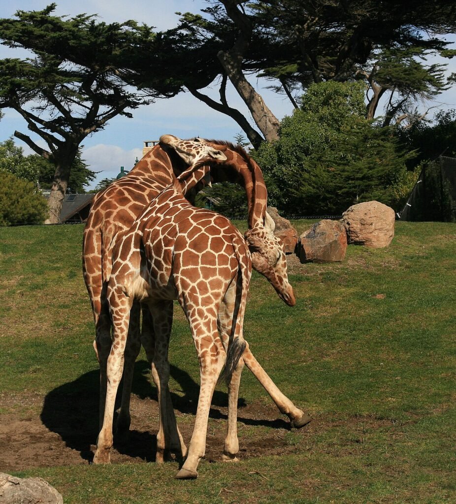 Die Giraffe mit Höhenangst – Kurze Geschichte