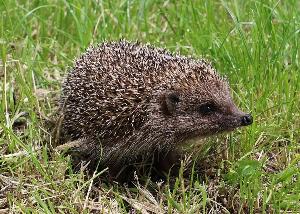 Le hérisson qui voulait un câlin – Histoire courte