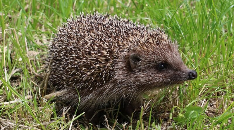 Le hérisson qui voulait un câlin – Histoire courte
