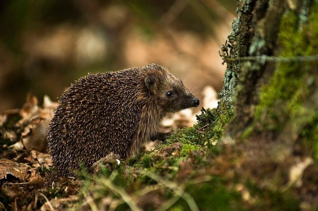 Der Igel, der eine Umarmung wollte – Geschichte über Freundschaft