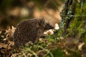 Der Igel, der eine Umarmung wollte – Geschichte über Freundschaft