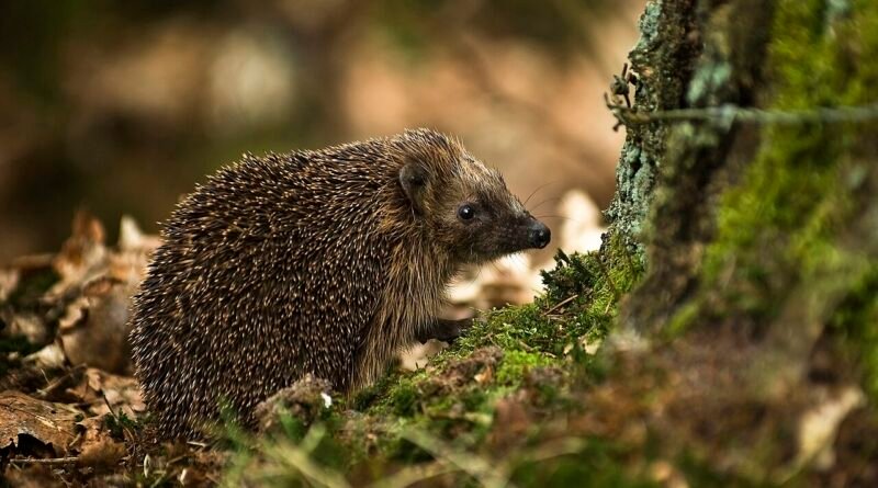 Der Igel, der eine Umarmung wollte – Geschichte über Freundschaft
