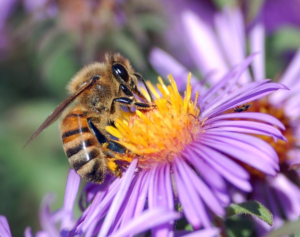 How Do Bees Make Honey? Fun Facts for Curious Kids