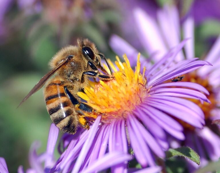 How Do Bees Make Honey? Fun Facts for Curious Kids
