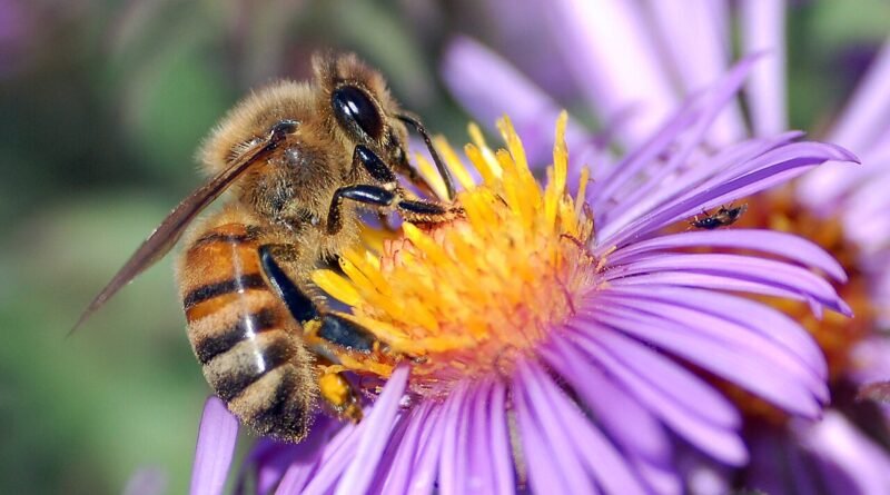 How Do Bees Make Honey? Fun Facts for Curious Kids