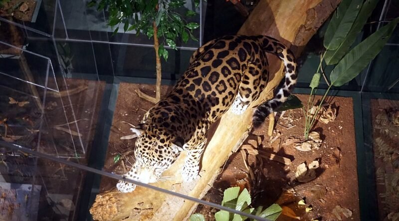 Animales de América Latina: 10 datos curiosos para niños