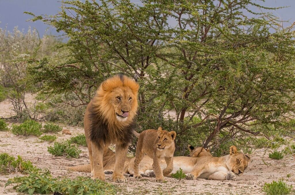 La souris et le lion – Fable pour enfants