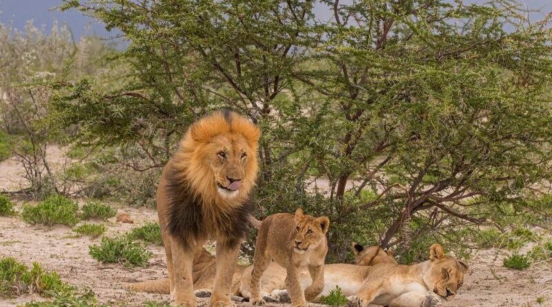La souris et le lion – Fable pour enfants