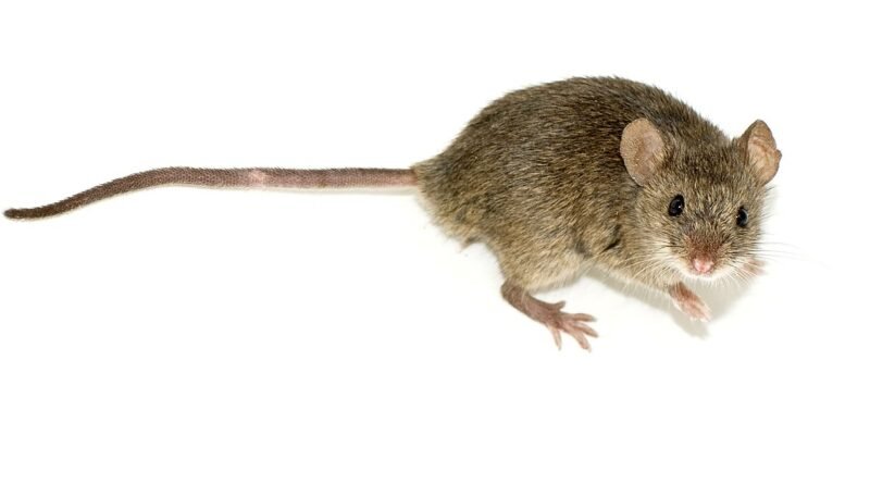 La fée des dents en retard – Histoire drôle