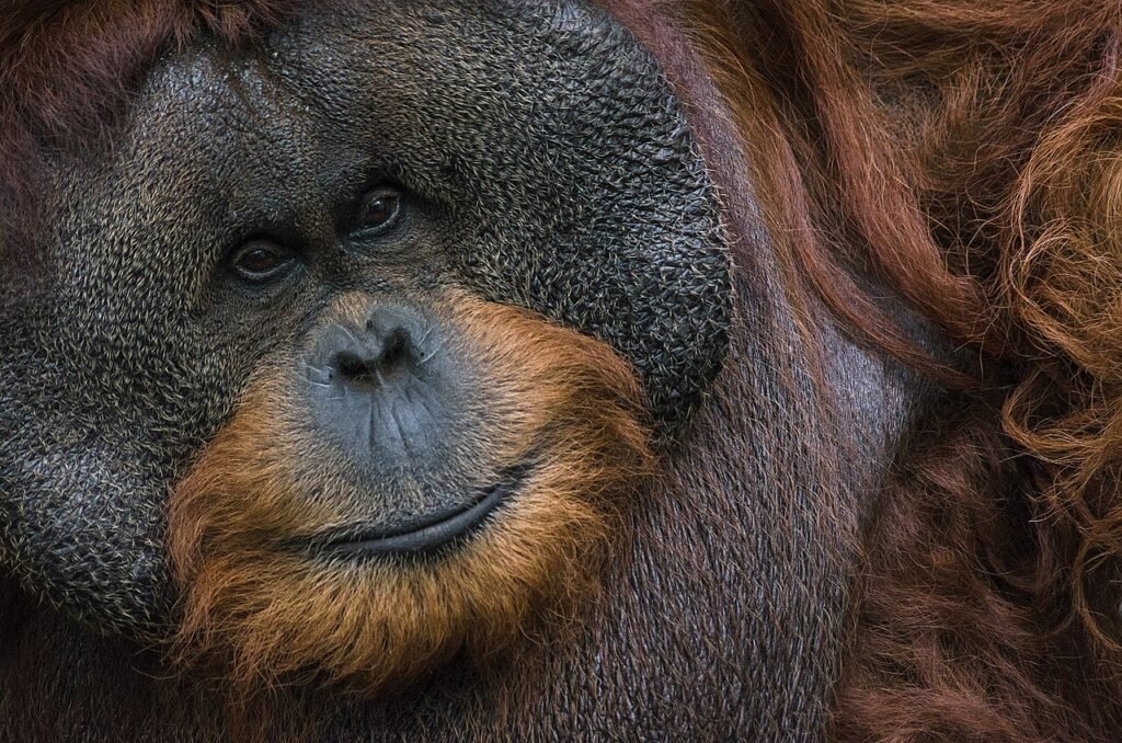 Orangutan Kecil dan Hutan – Cerita Alam