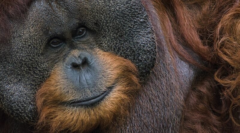 Orangutan Kecil dan Hutan – Cerita Alam